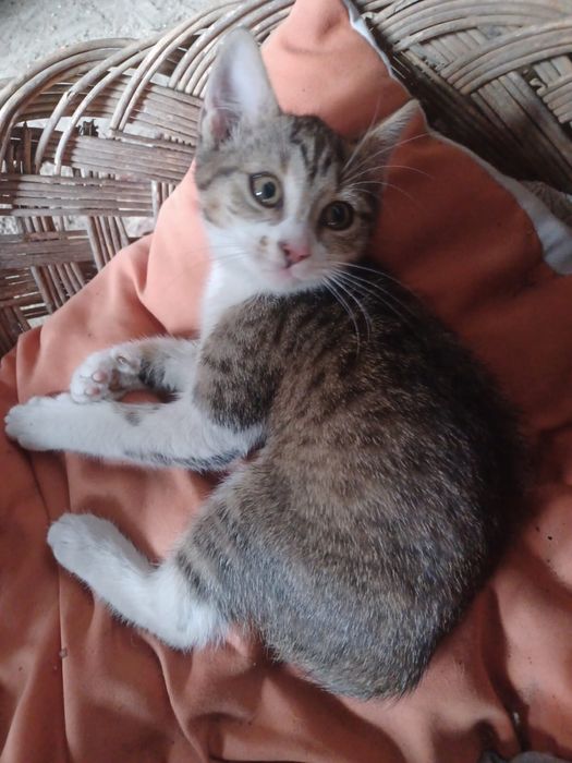 Pisicuti mici (aprox. 3 luni)
