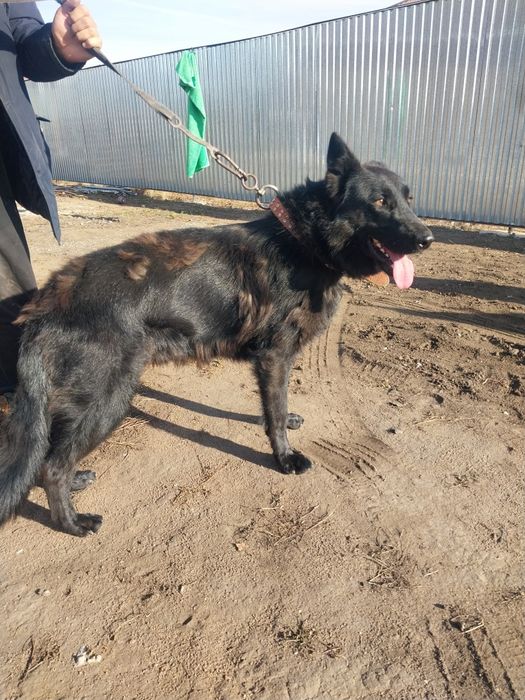 Есть немецкая овчарка кабель чистокровный