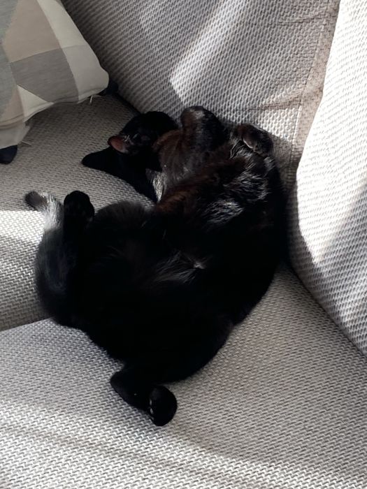 Подарявам котка на 3.5 години