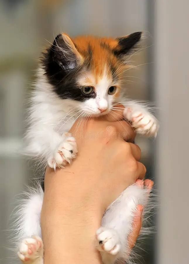 Котенок девочка чистая,домашняя,вислоухая