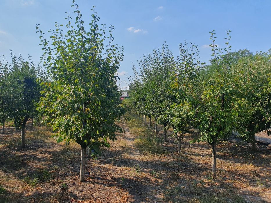 De vanzare loc de casa cu livada in sat Ghizdaru Giurgiu