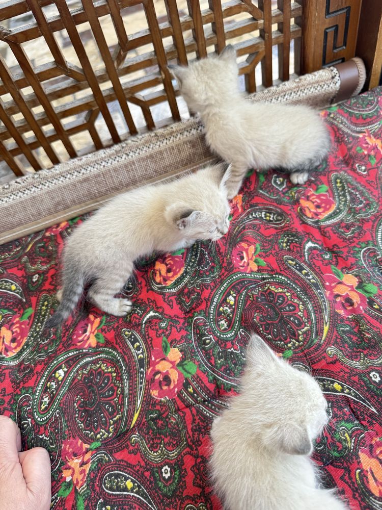 Продам котята парода сиамский шиншыла