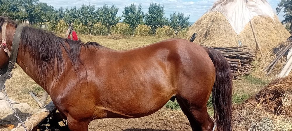 Cal de vanzare Harmasar com