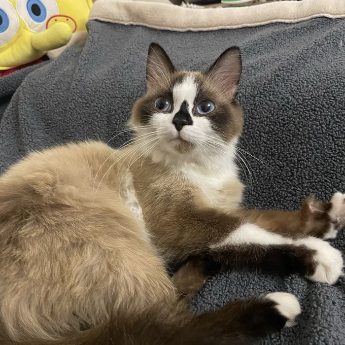 Отдадим доброго котика в добрые руки
