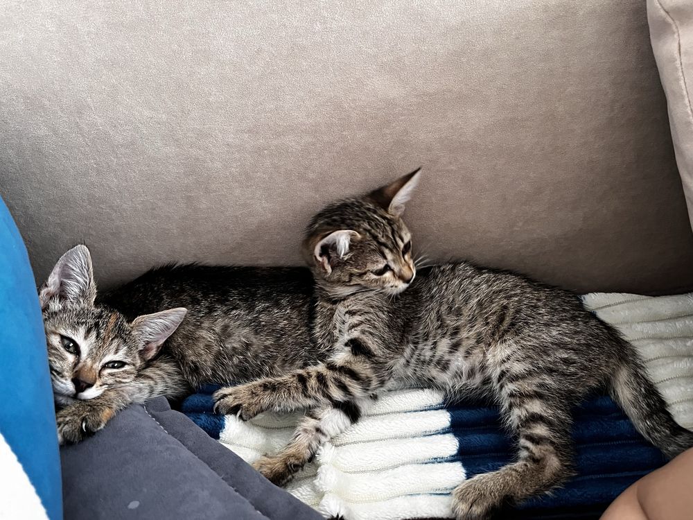 Котенок в добрые руки