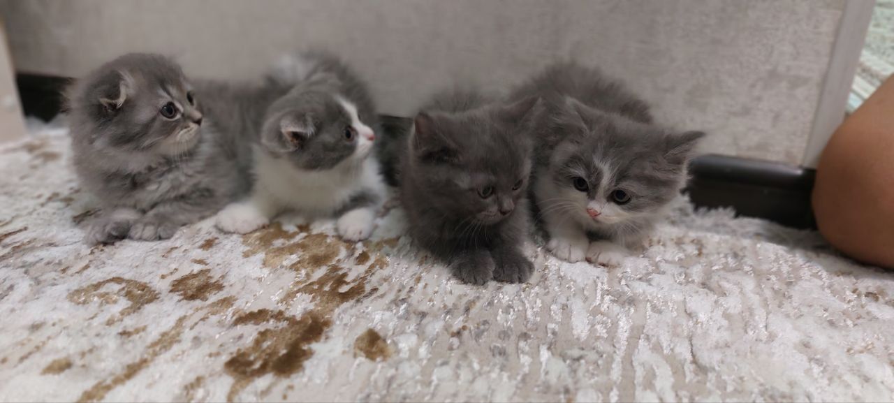 Скоттиш Фолд - британец 2 месячные
