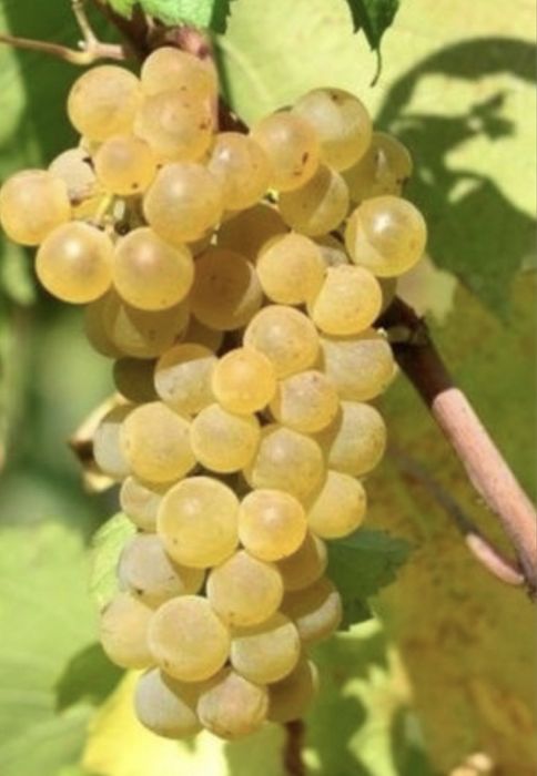 Struguri de vin