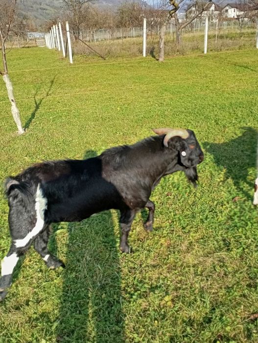 Vând țap frumos .
