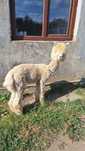 Alpaca mascul ,varsta 7 luni