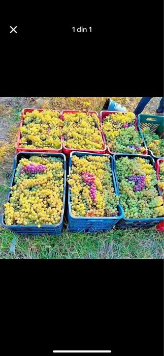 Struguri De Vin Producție 2025
