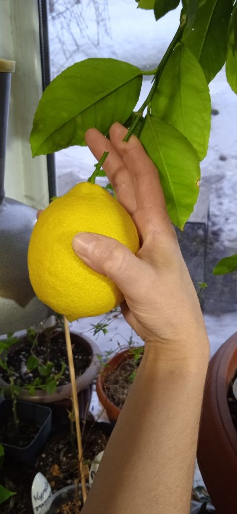 Продам плодоносящий лимон (саженец)