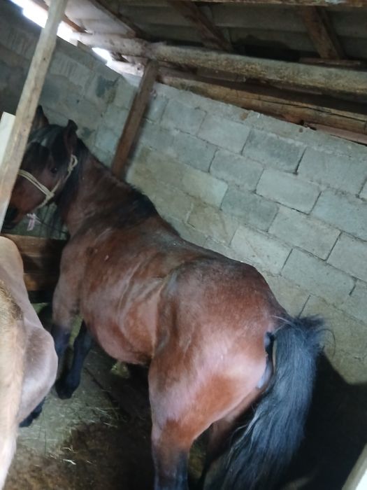 Продам кобылу  срочно