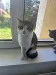 Ofer spre adoptie motanel 7 luni