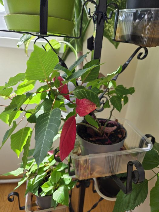 Ficus - Dieffenbachia - Crăciunițe