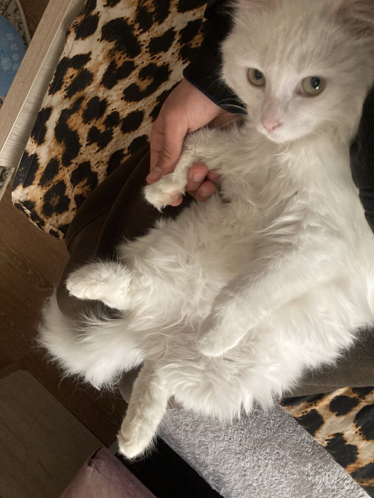 Turkish angora 4oylik Fargonadan qizbola