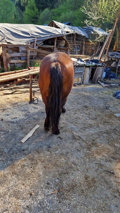 Iapa de vânzare de 6 ani accept orice proba