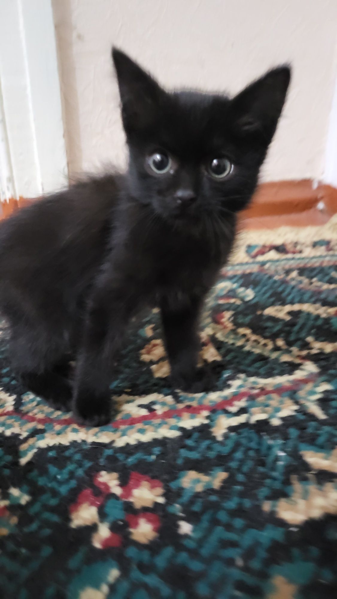 Отдам котенка девочка