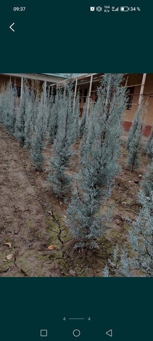 Арча Аризоника Кипарис оригинал