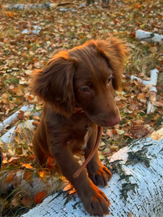 Щенок русский охотничий спаниель