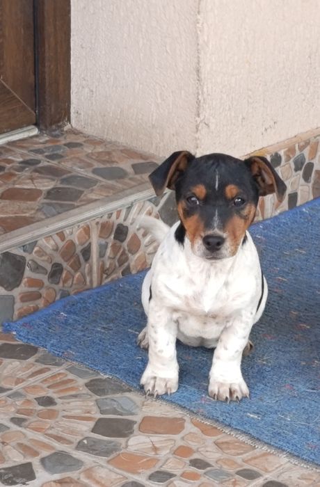 Căței Jakc Russell Terrieri
