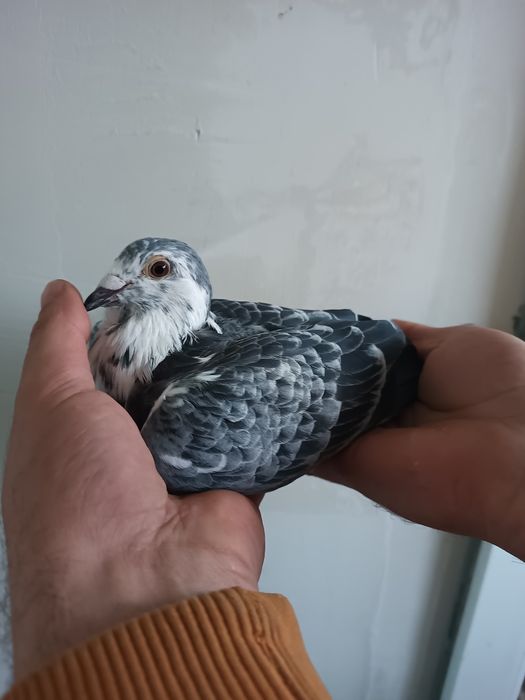 Vând porumbei cu pedigree