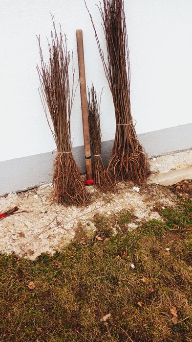 Doriti sa impaduriti cu puieti de salcam proaspăt recoltati