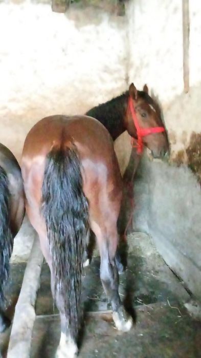 Vând mânz un an jumate