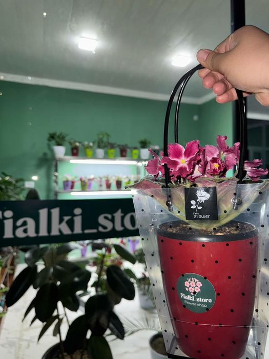 Fialkalar sotiladi