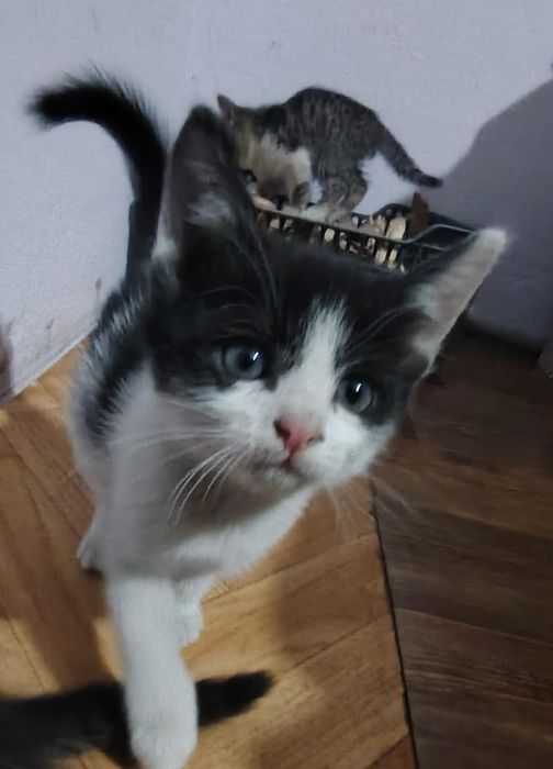 Отдам котят д.р 25. 09.