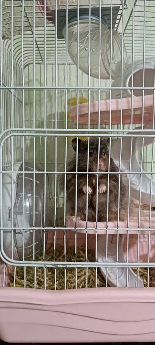 Продается сирийский хомяк