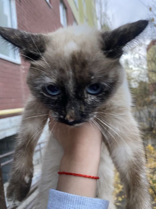Кошка ищет дом пародистая