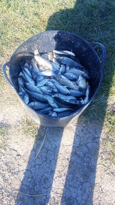 Puiet caras și crap