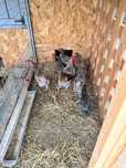 Vând familie de găini  Olive Egger 4+1 si pui diferite rase si varste