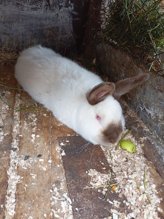 De vânzare!  2 iepuri californienii masculi