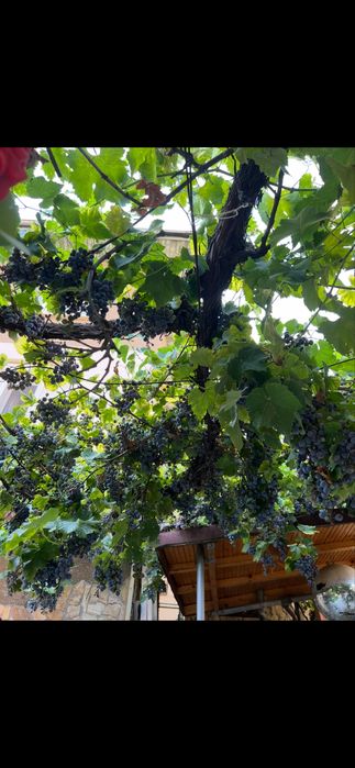 Грозде червено бяло от асма