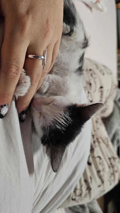 Pui de pisica adopție