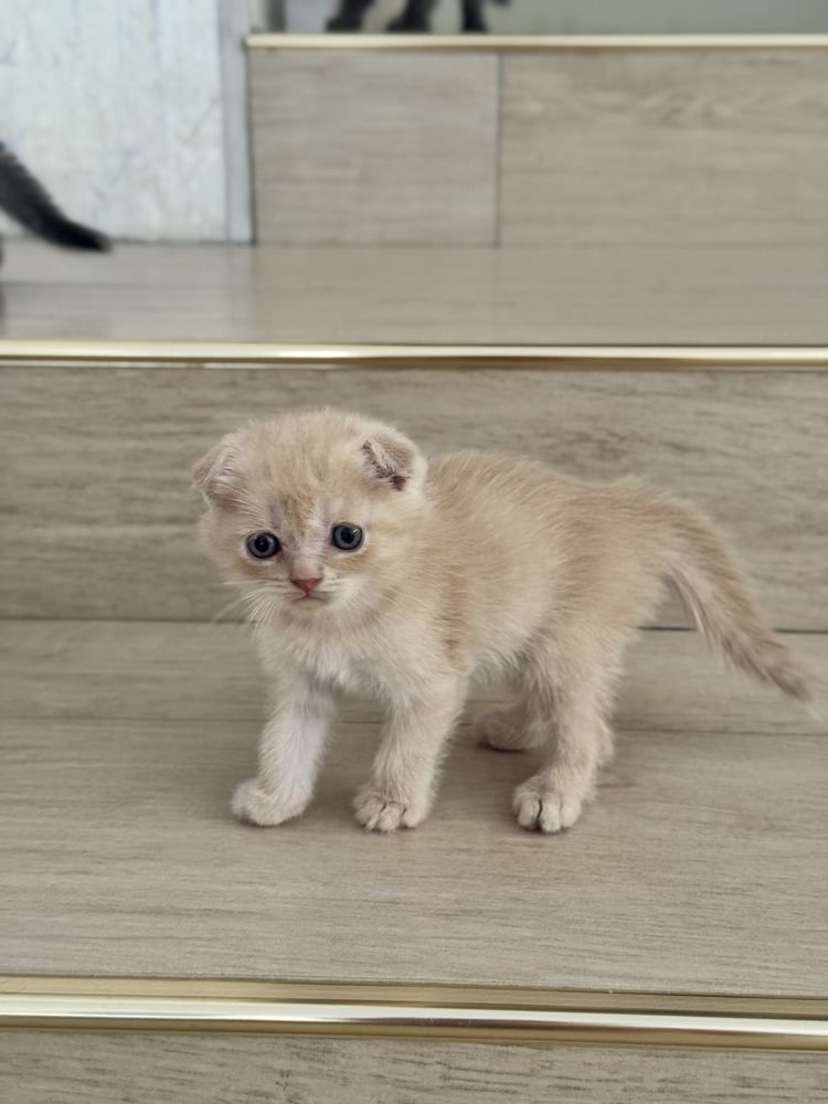 Продаются вислоухие котята