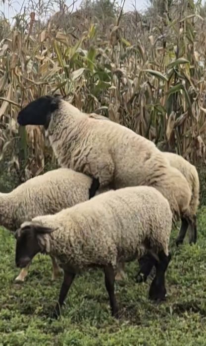 De vìnzare berbec suffolk