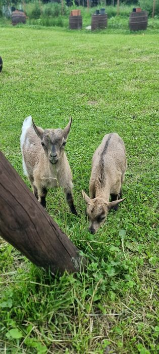 Familie capre pitice olandeze