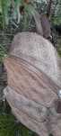 Rucsac bej,Guess, original!