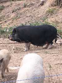 Виетнамски прасета Vietnamese Pot-bellied pigs