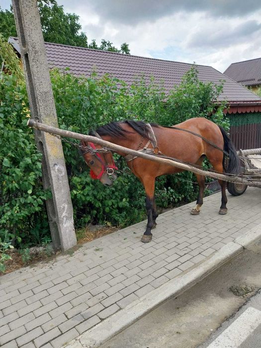Iapă tânără de vânzare
