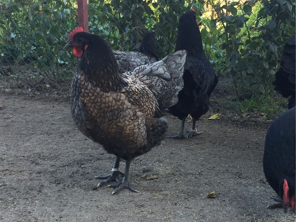 Oua incubat australorp negru si albastru