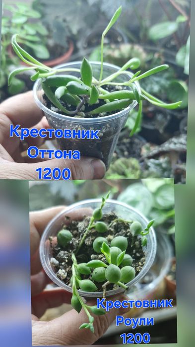 Комнатные растения в продажу