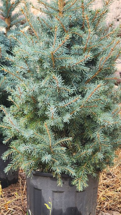 Голубой ель. Привазной Туркиядан келтирилган Бизнинг ик,лига мослашган