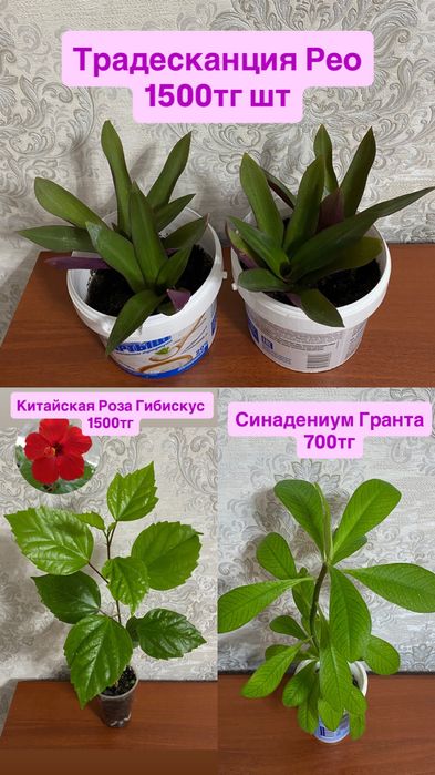 Домашние цветы Комнатные цветы разные В НАЛИЧИИ