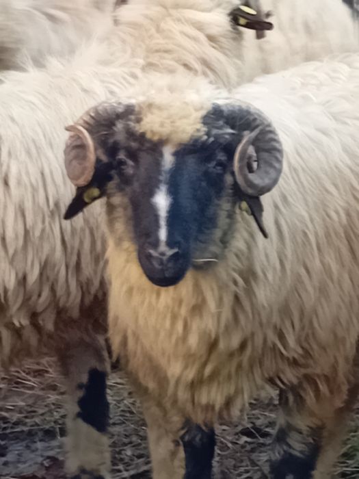 Barbecuti de tinut pentru prasila