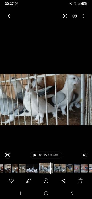 Porumbei satineti de vanzare