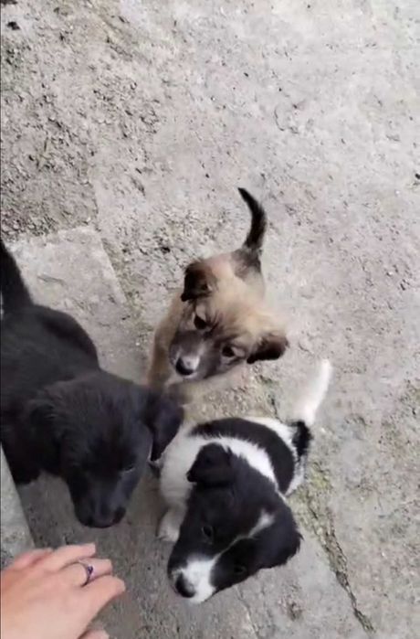 Ofer spre adopție 3 cățelușe de talie mare