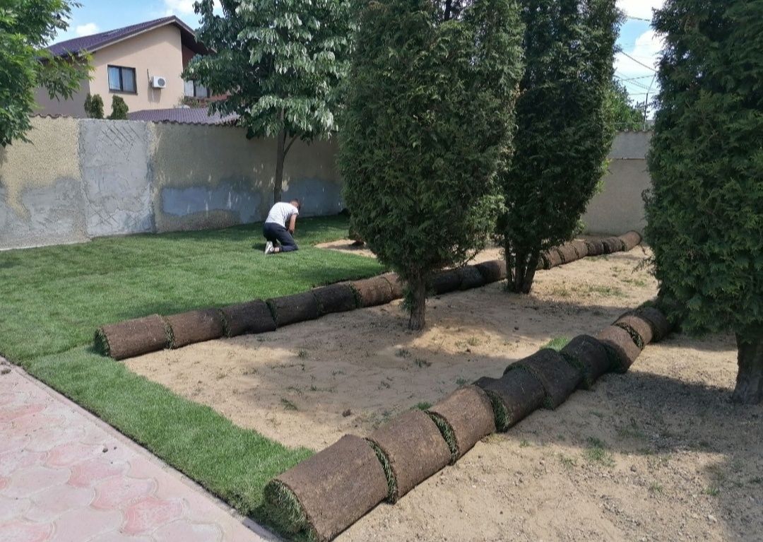 Gazon rulou 24 de lei m2 transport și montaj inclus în preț.